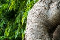 Texrture surface of large trees on leaves background Royalty Free Stock Photo