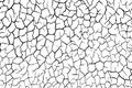 The cracks texture white and black. Vector background.Cracked earth. Royalty Free Stock Photo