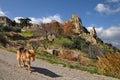 Craco, Matera, Basilicata, Italy: dog walks in front of the ruins of the ghost town that was abandoned due to natural disasters Royalty Free Stock Photo