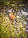 Illegal disposal of orange drink can in the nature