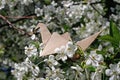 Craft origami paper crane on cherry blossom Royalty Free Stock Photo