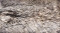 Crafted wolfskin as background and texture