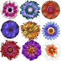Craftmans Flower Collection 2