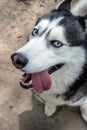 Crafty Dog husky portrait, top view. Head cute Siberian husky with blue eyes. Dog looking at camera stuck out his tongue. Close up Royalty Free Stock Photo