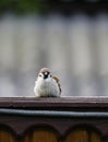 Crafty Sparrow sitting on the fence in the summer Royalty Free Stock Photo