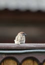 Crafty Sparrow sitting on the fence in the summer Royalty Free Stock Photo
