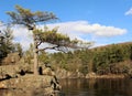 Craggy White Pine Tree on a prominent rock outcrop in Interstate State Park in Taylors Falls, Minnesota Royalty Free Stock Photo