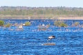 Crain at a small island in the lake