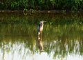 A Crain standing In a pond