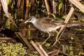 Adult White-browed Crake in Queensland Australia