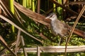 Adult White-browed Crake in Queensland Australia