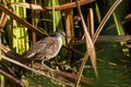 Adult White-browed Crake in Queensland Australia