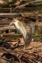 Juvenile White-browed Crake in Queensland Australia