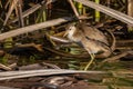 Juvenile White-browed Crake in Queensland Australia