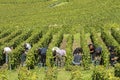 Grapes Harvest in Cramant France