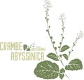 Crambe abyssinica silhouette in color image vector illustration