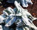 Crambe maritima, common name sea kale, seakale or crambe