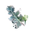 Digital art illustration of Crambe maritima, Sea kale, Crambe isolated on white background. Organic healthy food. Green fresh