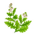 crambe plant isolated colored illustration