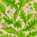 crambe plant pattern on white background