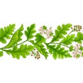 crambe plant pattern on white background