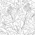 crambe plant pattern on white background