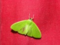 Crambid Snout Moth 4 Royalty Free Stock Photo