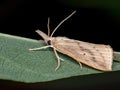 Crambid Snout Moth Royalty Free Stock Photo