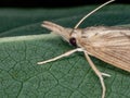 Crambid Snout Moth Royalty Free Stock Photo