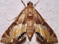 Crambid snout moth Crambidae Acentropinae - Petrophila species Royalty Free Stock Photo