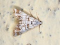 Crambid Snout Moth Royalty Free Stock Photo