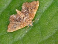 Crambid Snout Moth