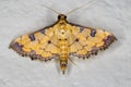 Crambid Snout Moth Royalty Free Stock Photo