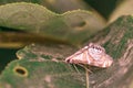 Crambid Snout Moth Royalty Free Stock Photo