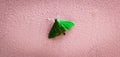 Crambid snout moth sitting on the wall. Pyraustinae Royalty Free Stock Photo