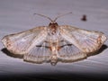 Crambidae moth (grass moth) - Crambinae unknown species