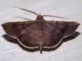 Crambidae moth (grass moth) - Crambinae unknown species