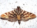 Crambidae moth (grass moth) - Crambinae unknown species