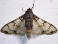 a Crambidae snout moth Crambidae Spilomelinae - Azochis philips species Royalty Free Stock Photo