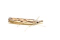 Crambidae snout moth studio shot