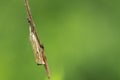 Crambus lathoniellus moth