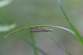 Crambus perlella in the grass Royalty Free Stock Photo