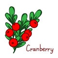 Cranbberies branch illustration