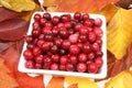 Cranberries.