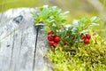 Cranberries Royalty Free Stock Photo