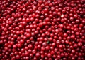 Cranberries Royalty Free Stock Photo