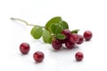 Cranberries Royalty Free Stock Photo