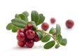 Cranberries Royalty Free Stock Photo