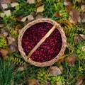 Cranberries basket on autumn leaves