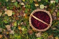 Cranberries basket on autumn leaves